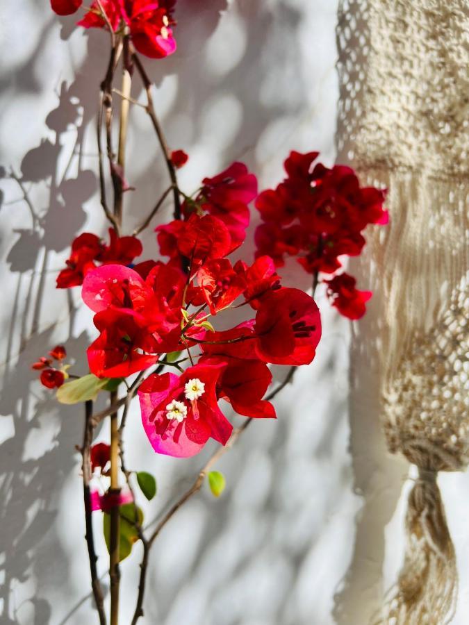 Pallada Boutique Wyspa Tinos Zewnętrze zdjęcie